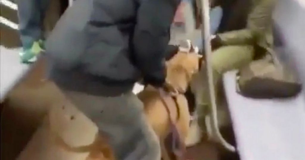 Crazed pit bull assaults girl on Novel York subway and is rarely going to let jog of her foot