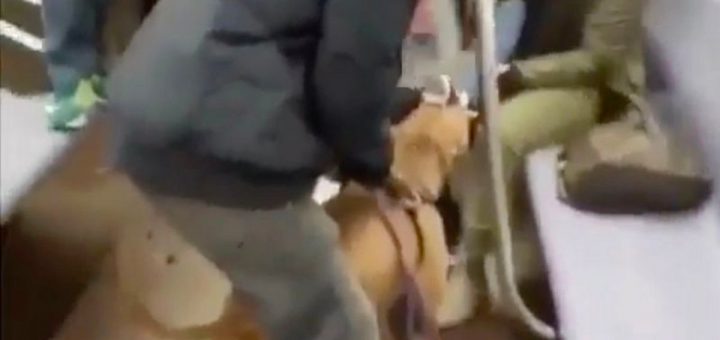 Crazed pit bull assaults girl on Novel York subway and is rarely going to let jog of her foot