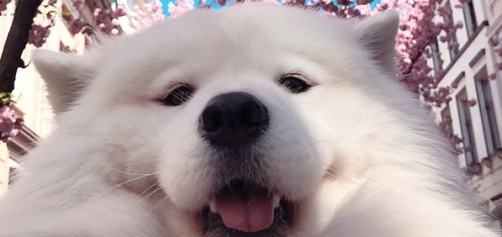 These 19 Dogs Are Proof Now now not Every thing Is Bad