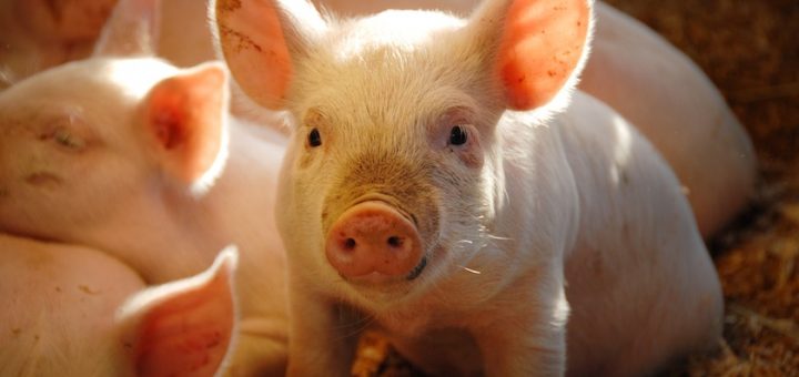 A $50 Million Lawsuit Over Pungent Pigs Has the Complete Pork Industry Panicked