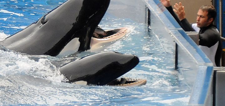 Thomas Cook dinner may maybe presumably maybe moreover merely extinguish sellling SeaWorld tickets amid animal-welfare worries