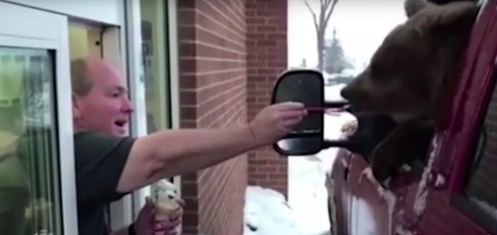 A Canadian zoo took a undergo thru a pressure-thru Dairy Queen for ice cream — and the owner is now facing costs
