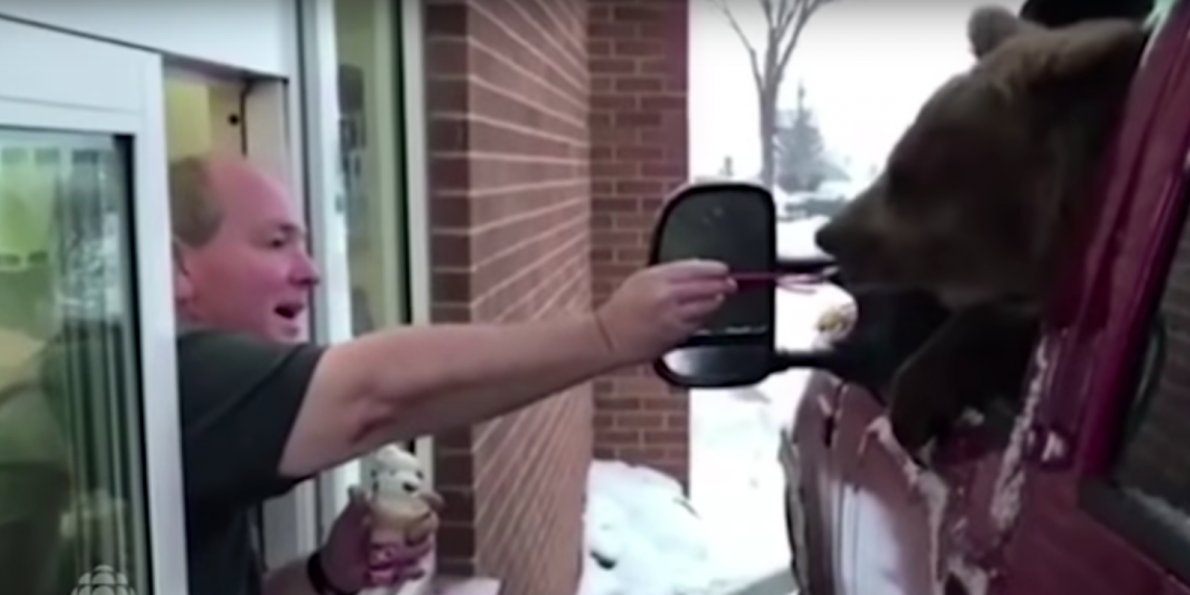 A Canadian zoo took a undergo thru a pressurethru Dairy Queen for ice