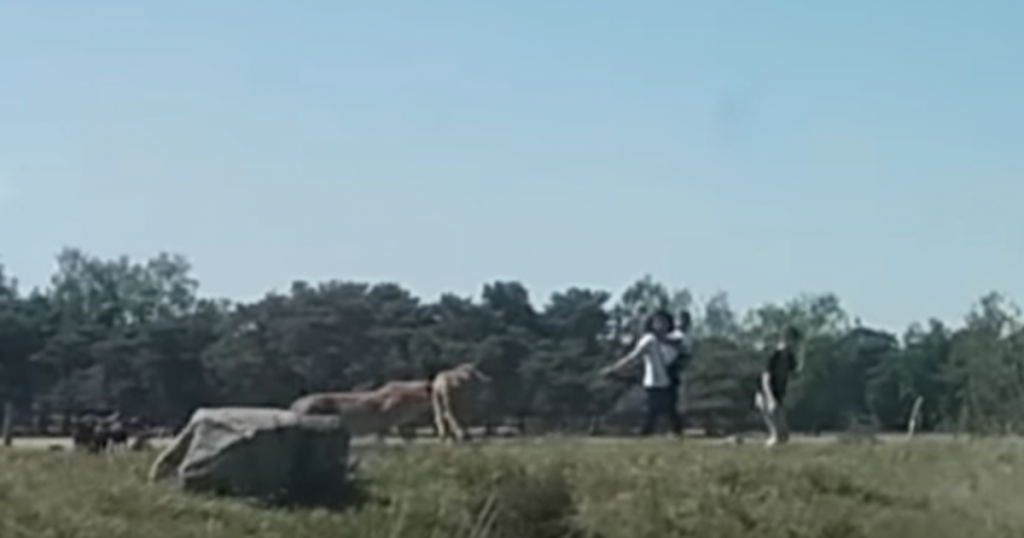 A reminder that it’s top to restful positively survive your vehicle while riding thru a safari park