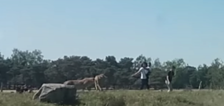 A reminder that it’s top to restful positively survive your vehicle while riding thru a safari park