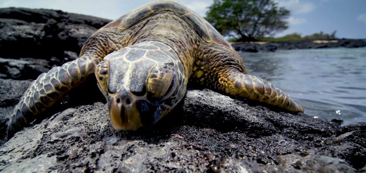 In dieser Rettungsstation in Thailand werden Schildkröten gerettet