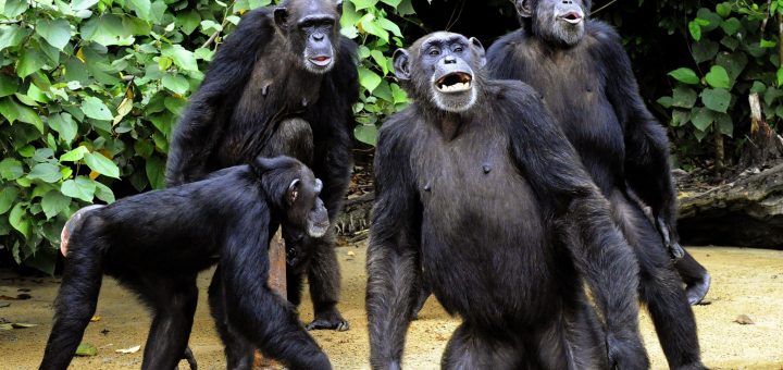 Chimpanzees admire great cleaner beds than people attain, scientists obtain