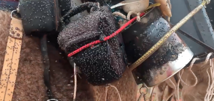 There are flies in Australia. However now now not in most cases this powerful.