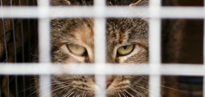 World’s largest fence to place native animal populations from feral cats