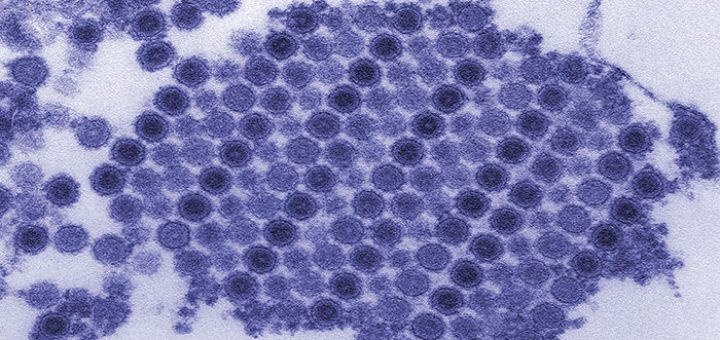 Researchers identify a protein that viruses use as gateway into cells