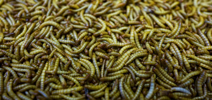 How Worms Can Lend a hand Recycle Plastic