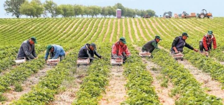 Landwirte suchen Saisonkräfte