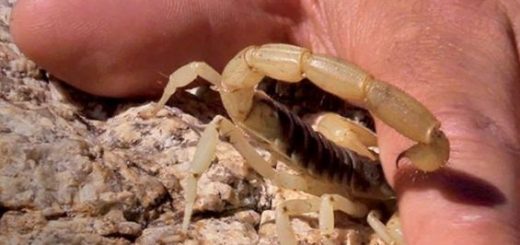Mort suite à une morsure de scorpion au Maroc