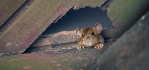 Lutter contre l'invasion des rats