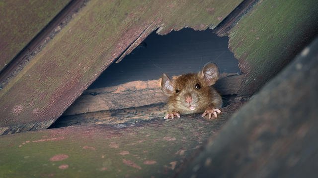 Lutter contre l'invasion des rats