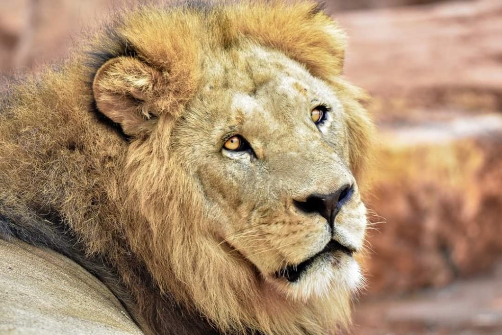 Le mystère du lion de l'Atlas à Khénifra : Réalité ou légende urbaine?