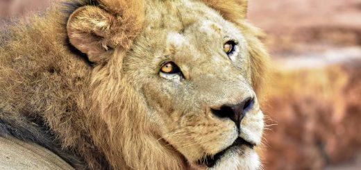 Le mystère du lion de l'Atlas à Khénifra : Réalité ou légende urbaine?