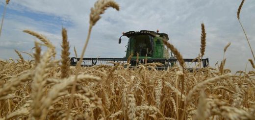 Blé tendre au Maroc et mécanisme de soutien aux importations prévu à partir du 16 septembre 2026.