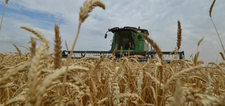 Blé tendre au Maroc et mécanisme de soutien aux importations prévu à partir du 16 septembre 2026.